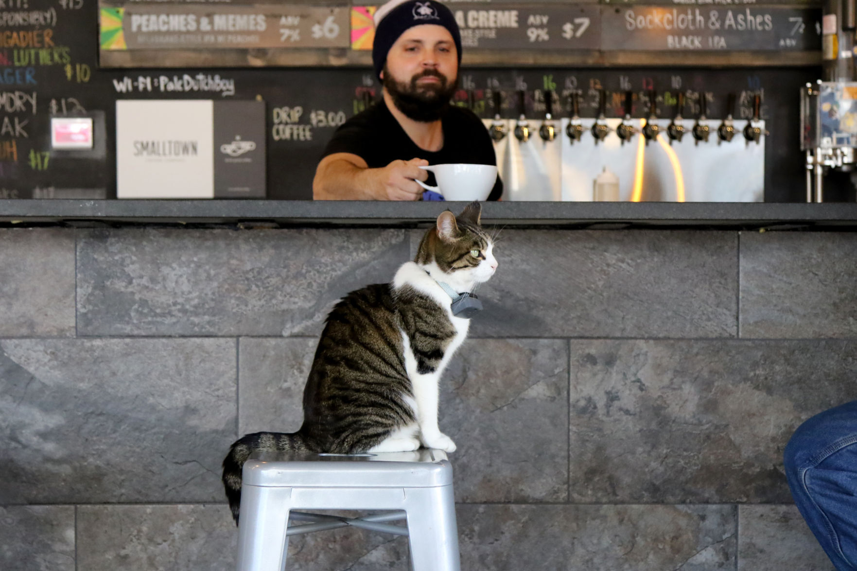 Luther, Windmill Brewery house cat